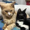 daddyandmummycatkiki