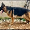 majesticdogzk9