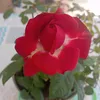 princesa_espagne