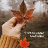 khatoon004