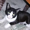 lululzinho