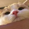 catkaree