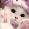 kitty33091