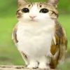 .avg_acc