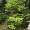 danielgreen5231