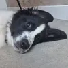 bean_of_chaos