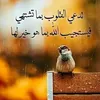 brahimaitlbyed