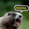 marmota chamando nomes