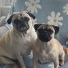 jaxthebabypug