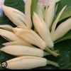 cakmujisyukur