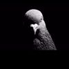 government.pigeon.leader