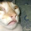 zaza_cat223