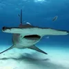 sharky_hypercar