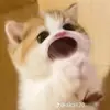 ngtngcnhi09