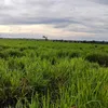 aparecidoferreiratiktok