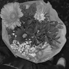 shirin.lhn