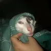 ngluww244