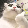 h_vinh98
