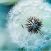 flowerby1
