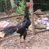 ar_rooster16