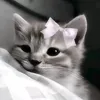 1dk_nv3