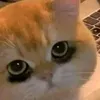 dk_yj51