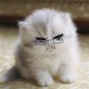 frwiwsowo