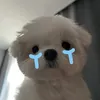 qn_rosie