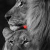 authority_k0