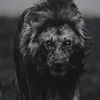iid_65