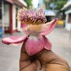 ratnagunalan
