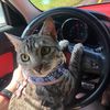 nala.bug