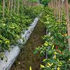 petani_otodidak59