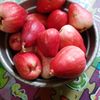 bungsudanbungsu
