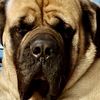 me_andmy_mastiff