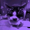 cat.momo41