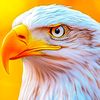 sindhparwazclub786