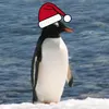 pinguinzin29