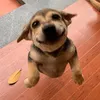 dchuc_cutii