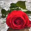 leverdusoleil22