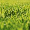 ultimate.grass