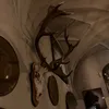 dragonpuppetsxd