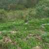 jibril.mahmud63
