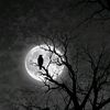 heshambedawy5