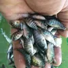 cultivandotilapia