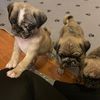 snugglepugs