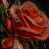 naveedfatima578