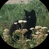meowmeow11101