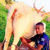 ifrayayabah