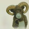 Cringey the Ram